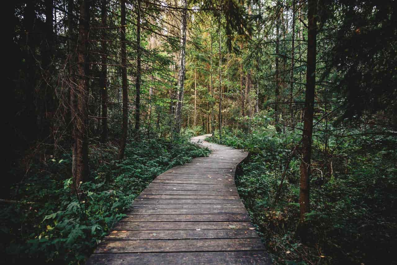 MT-LOC - Randonnée forêt